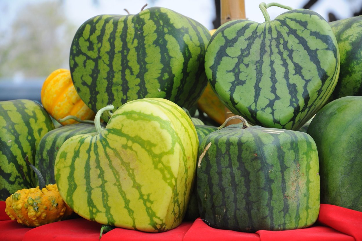 Арбузы разной формы