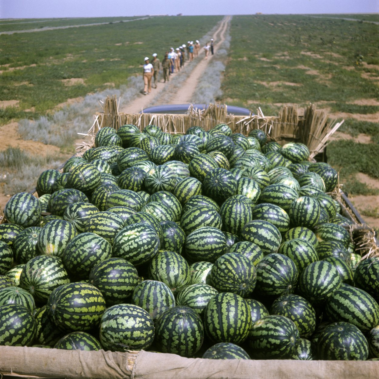 Гора арбузов