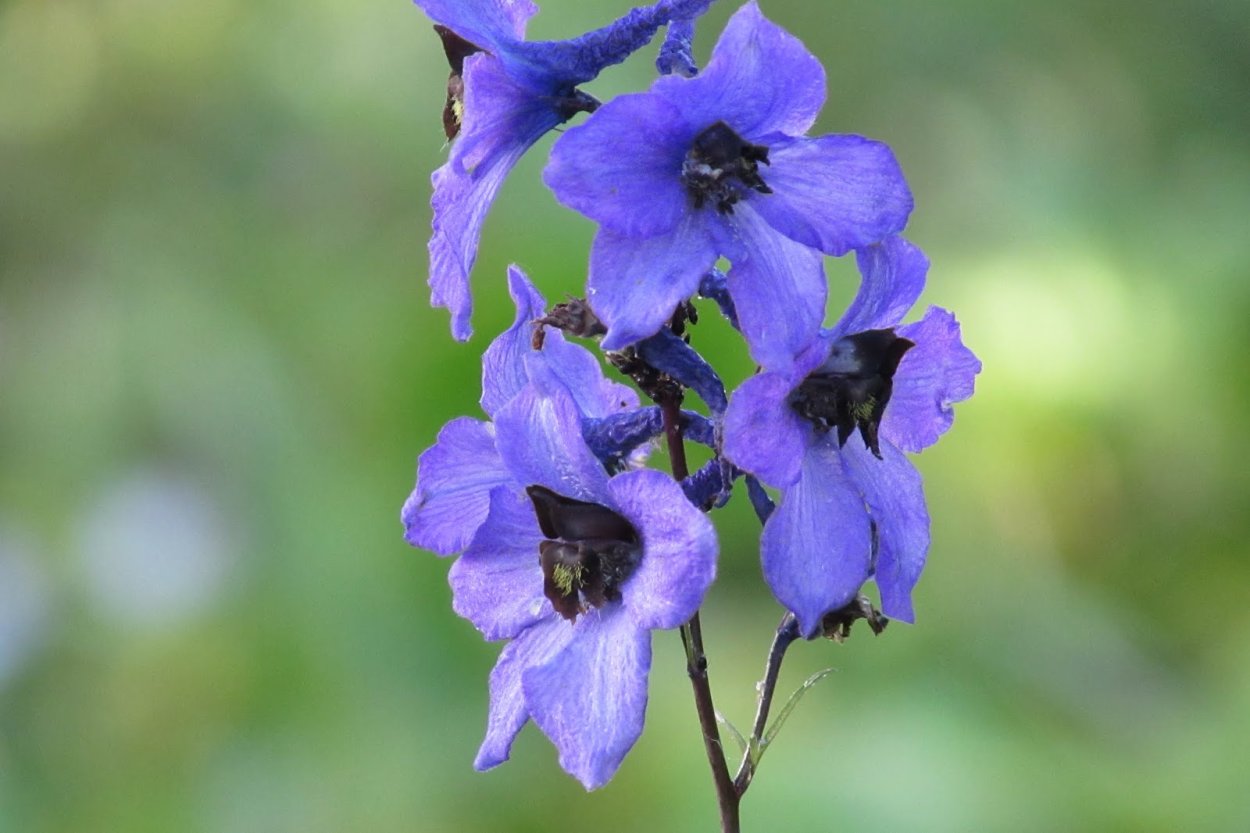 Живокость высокая (шпорник, дельфиниум)