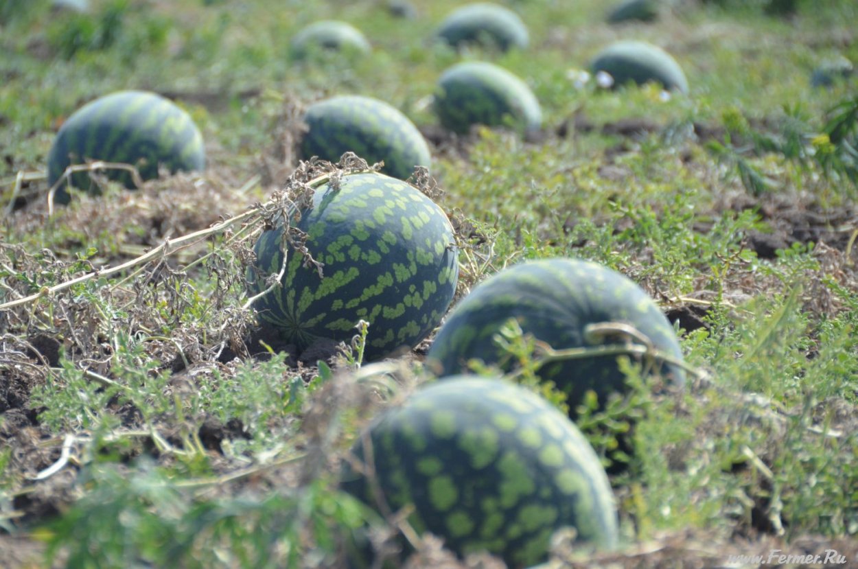 Бахча Арбузная