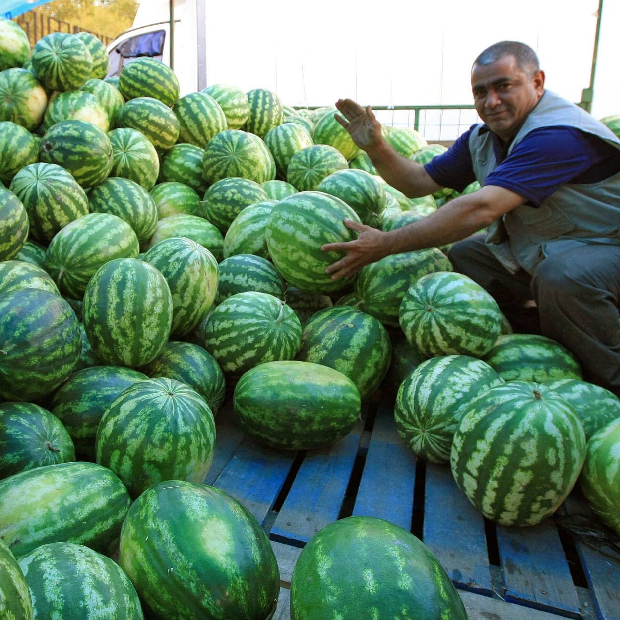 Китайский Арбуз