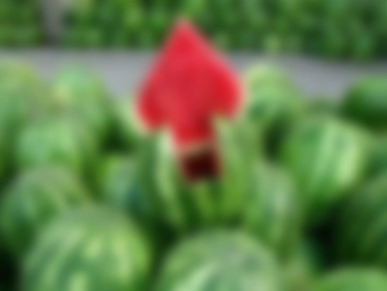 Ташкентский Арбуз