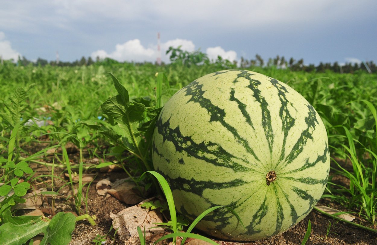 Арбуз растет на бахче