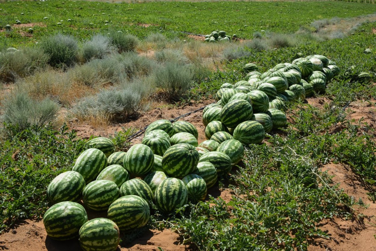 Вырастить Астраханский Арбуз