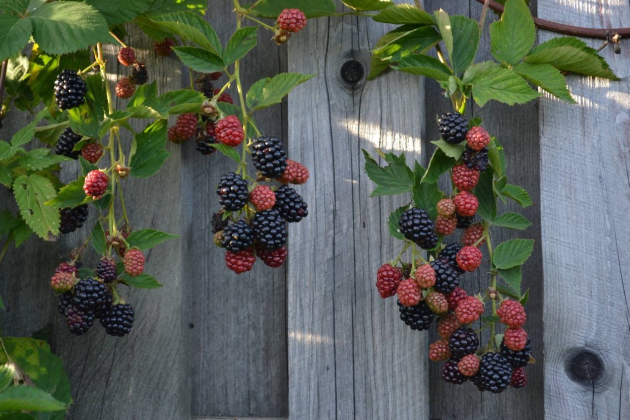 Ежевика плетистая бесшипная