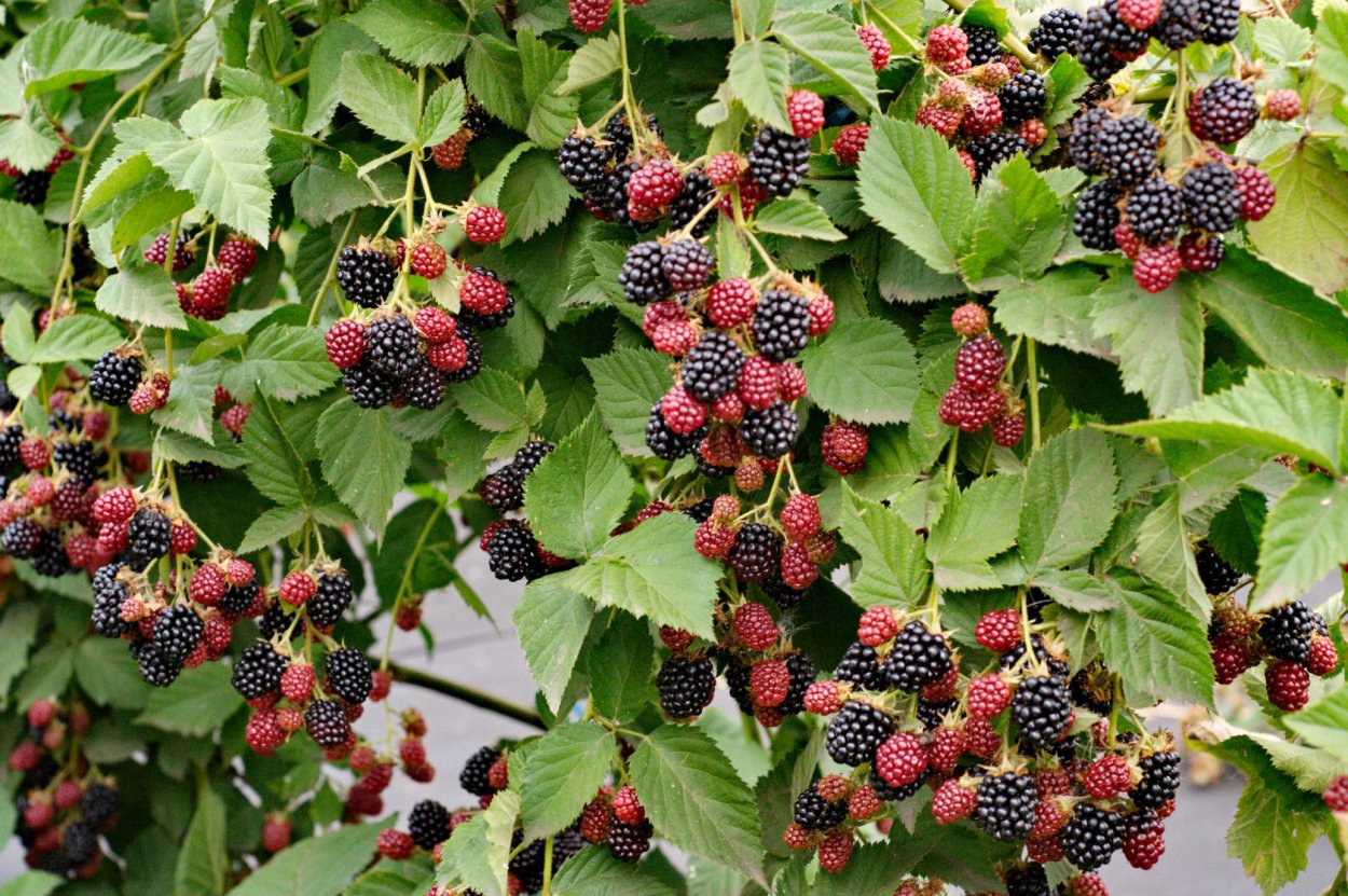 Ежевика плодоносит