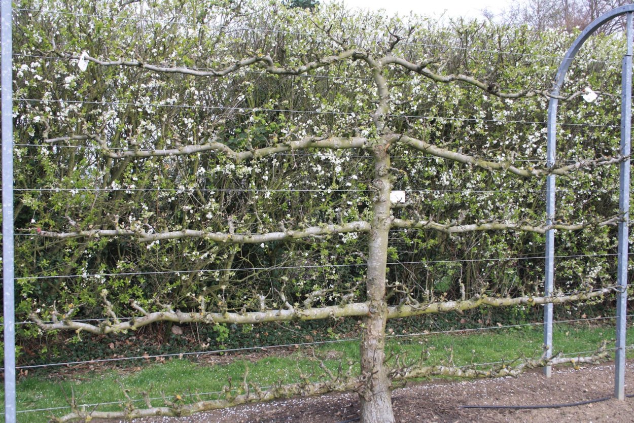 Пальметта яблоня