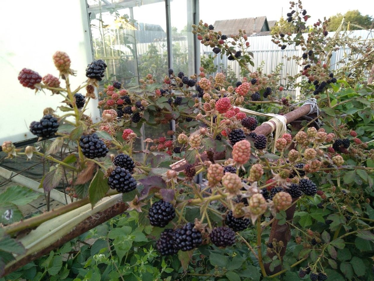 Ежевика Натчез подвязка