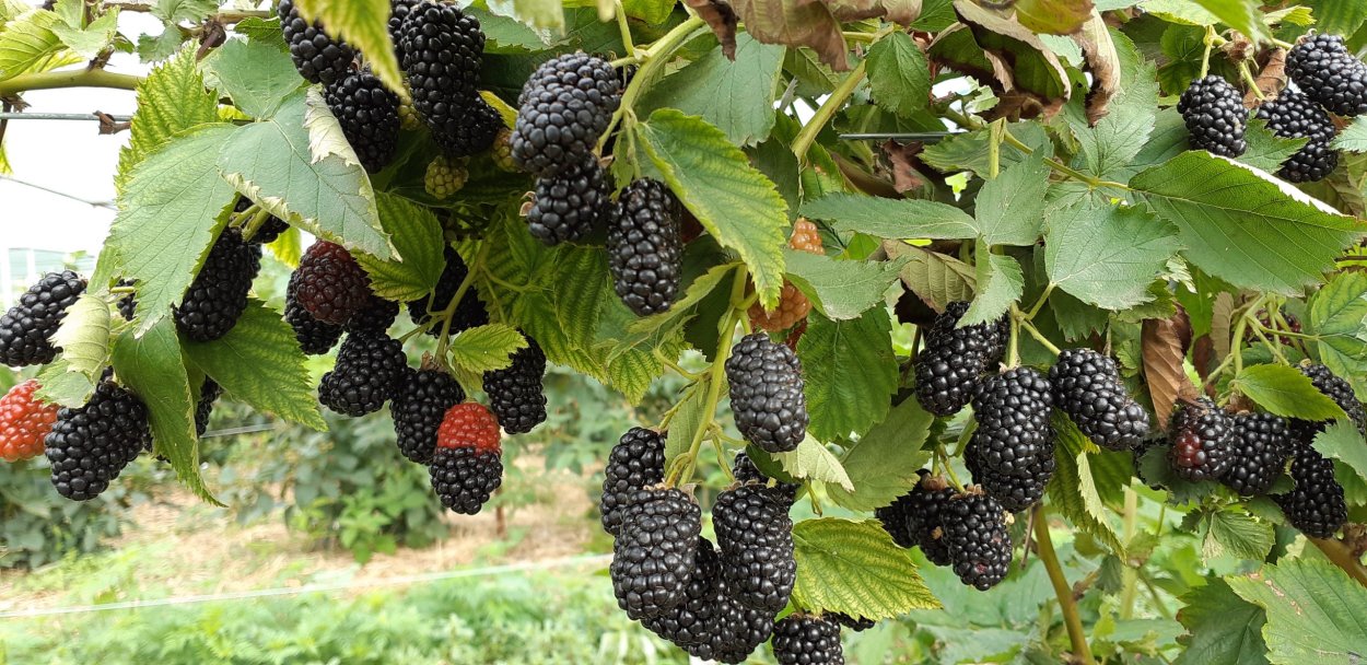 Сорт ежевика бесшипная Прайм АРК