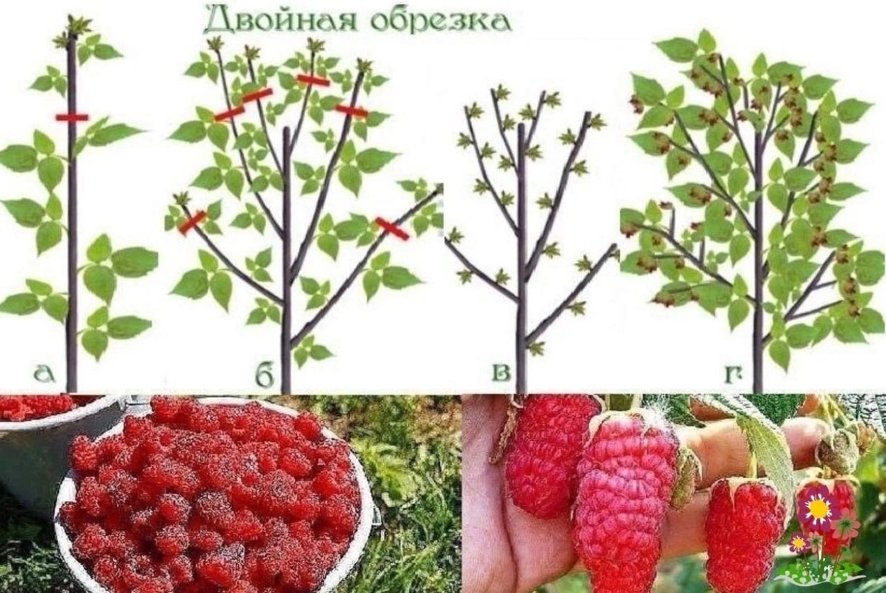 Штамбовая клубника