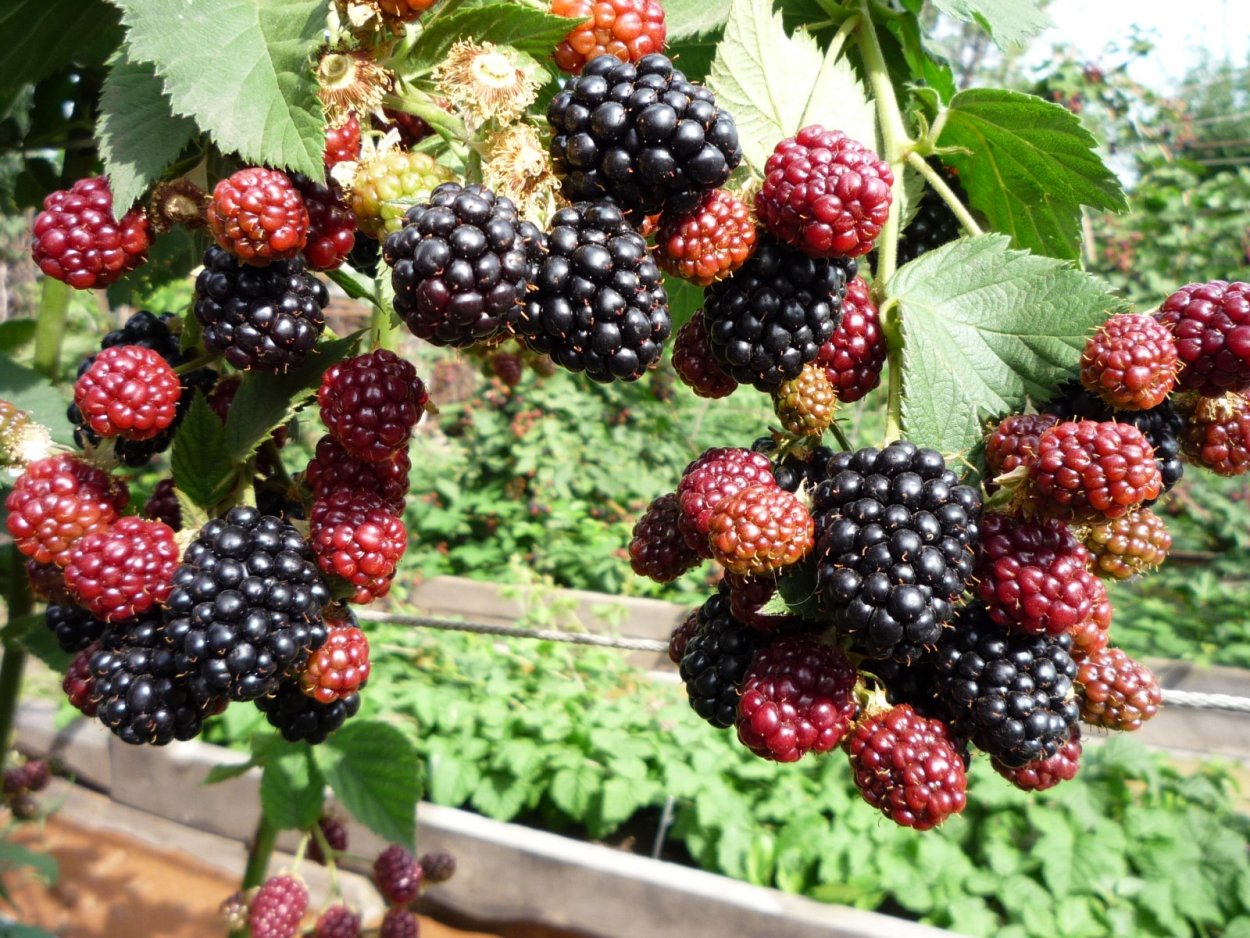 Ежемалина Тайберри