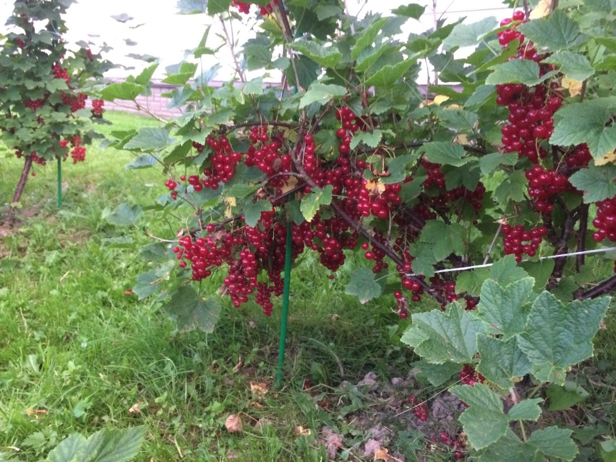 Йошта штамбовая