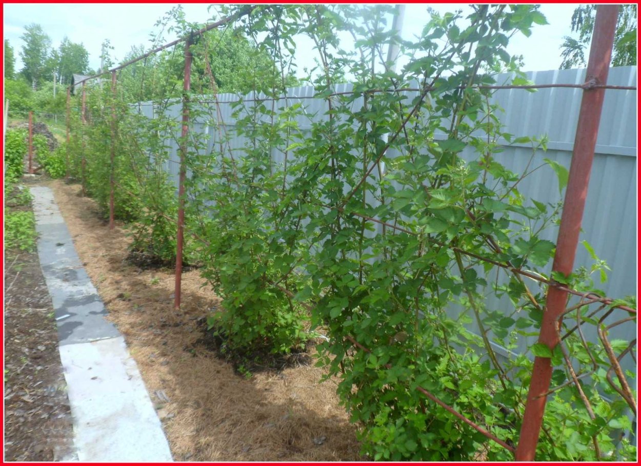 Шпалера для ежевики Торнфри