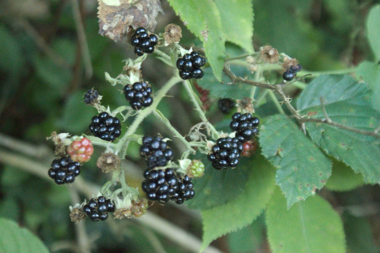 Ежевика Полевая