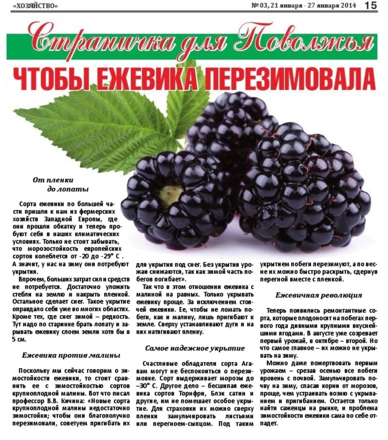 Небольшой рассказ о ежевике