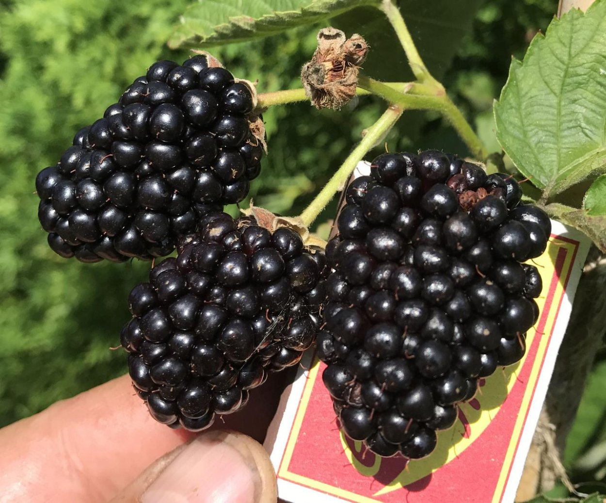 Ежевика сорт Прайм АРК Фридом