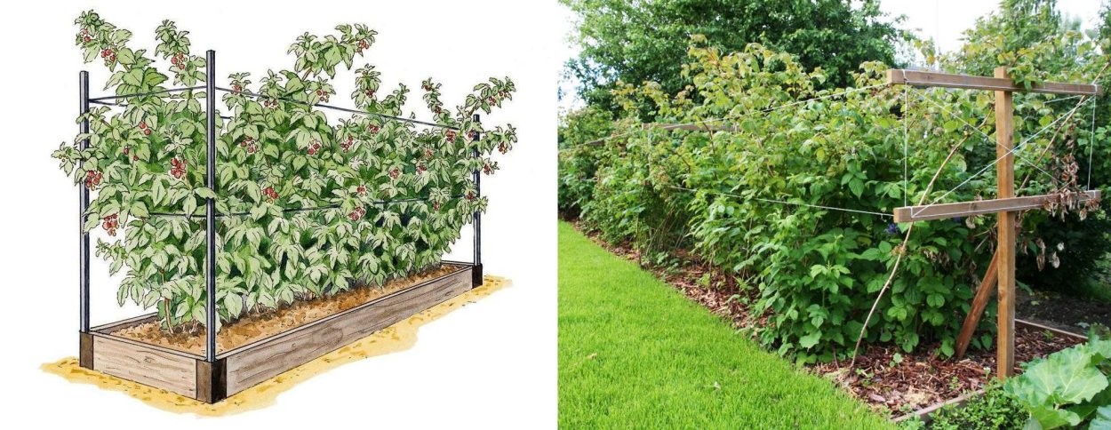 Ежемалина Тайберри шпалеры