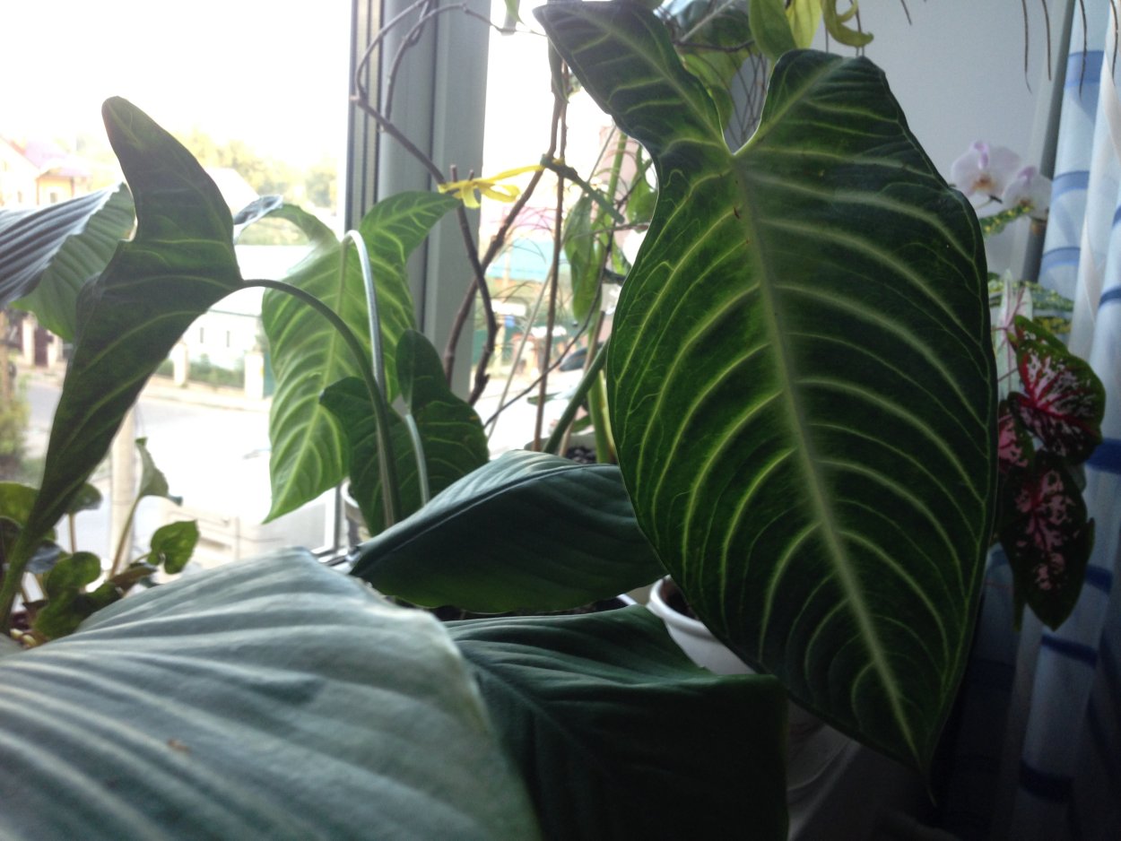 Ксантозома алоказия