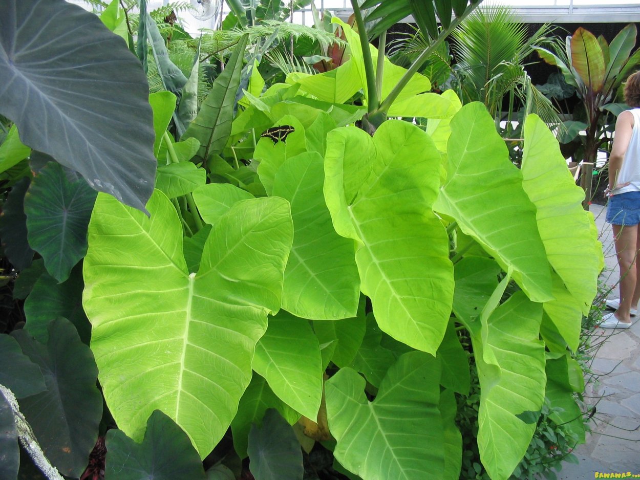 Ксантозома лайм