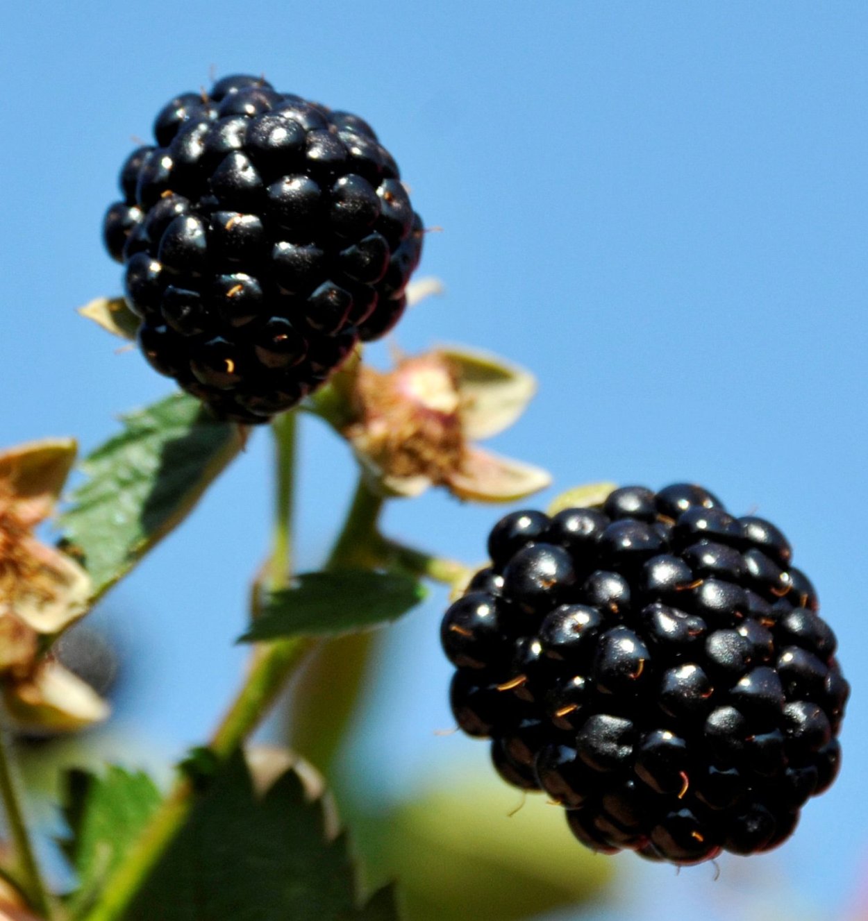 Ежевика Осейдж цветы