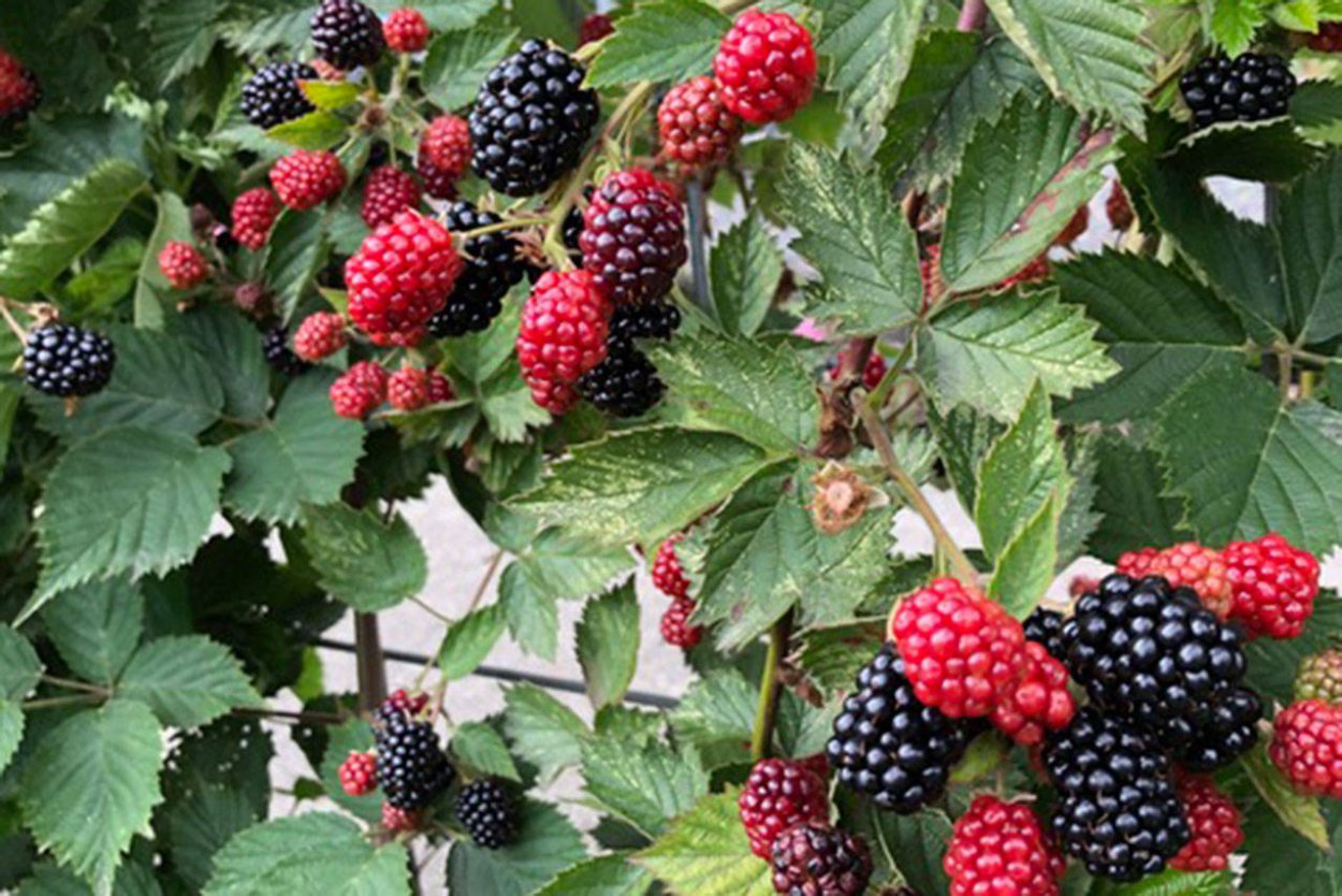 Розовая ежевика