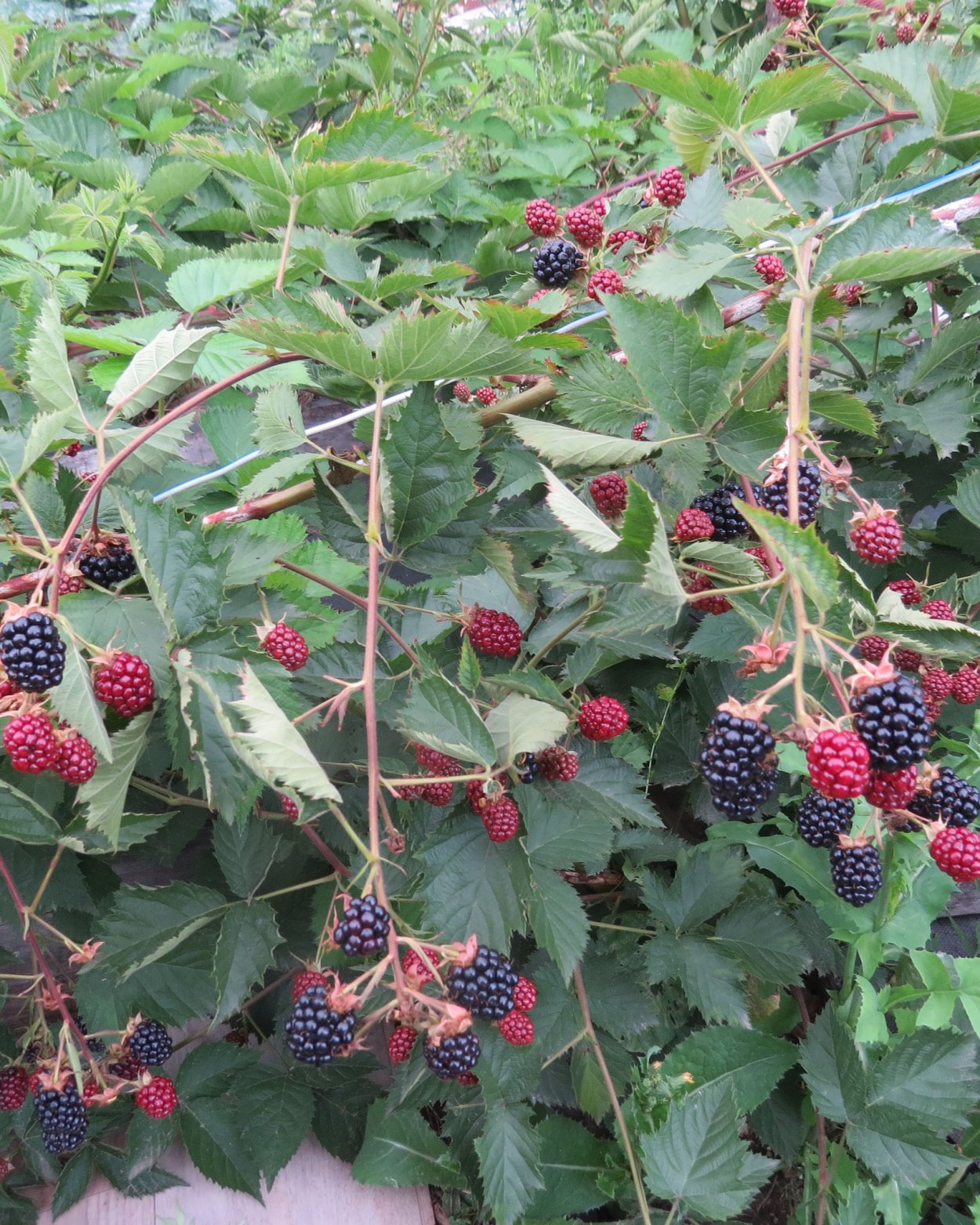 Ежевика Loch tay