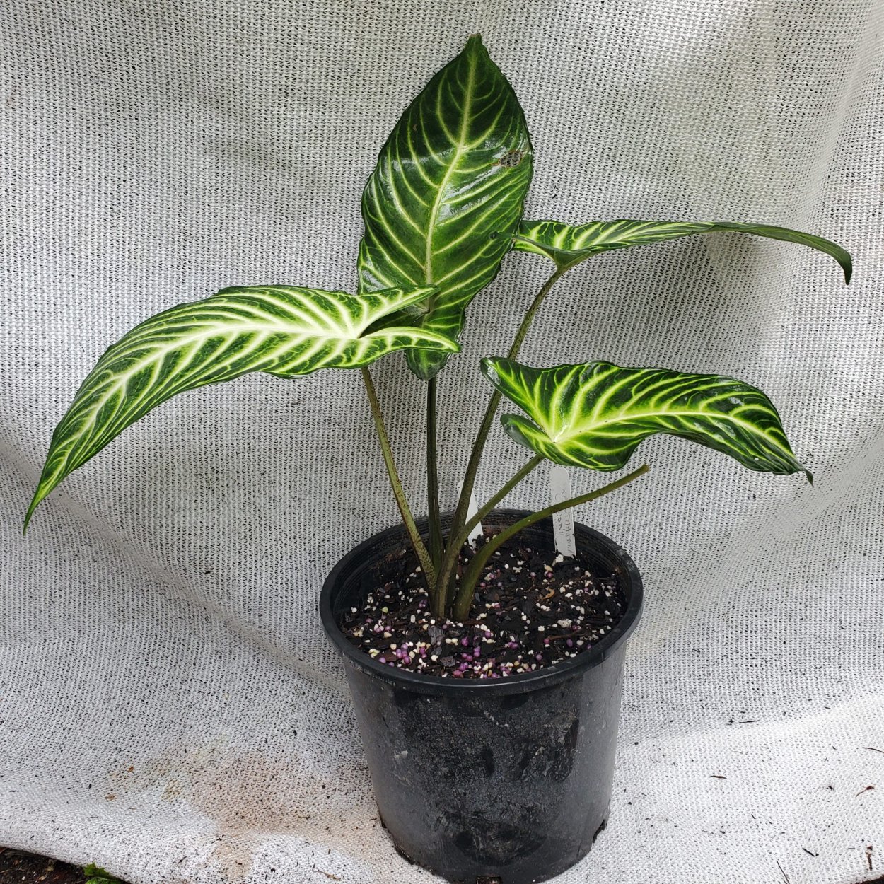 Алоказия lindenii Ксантозома