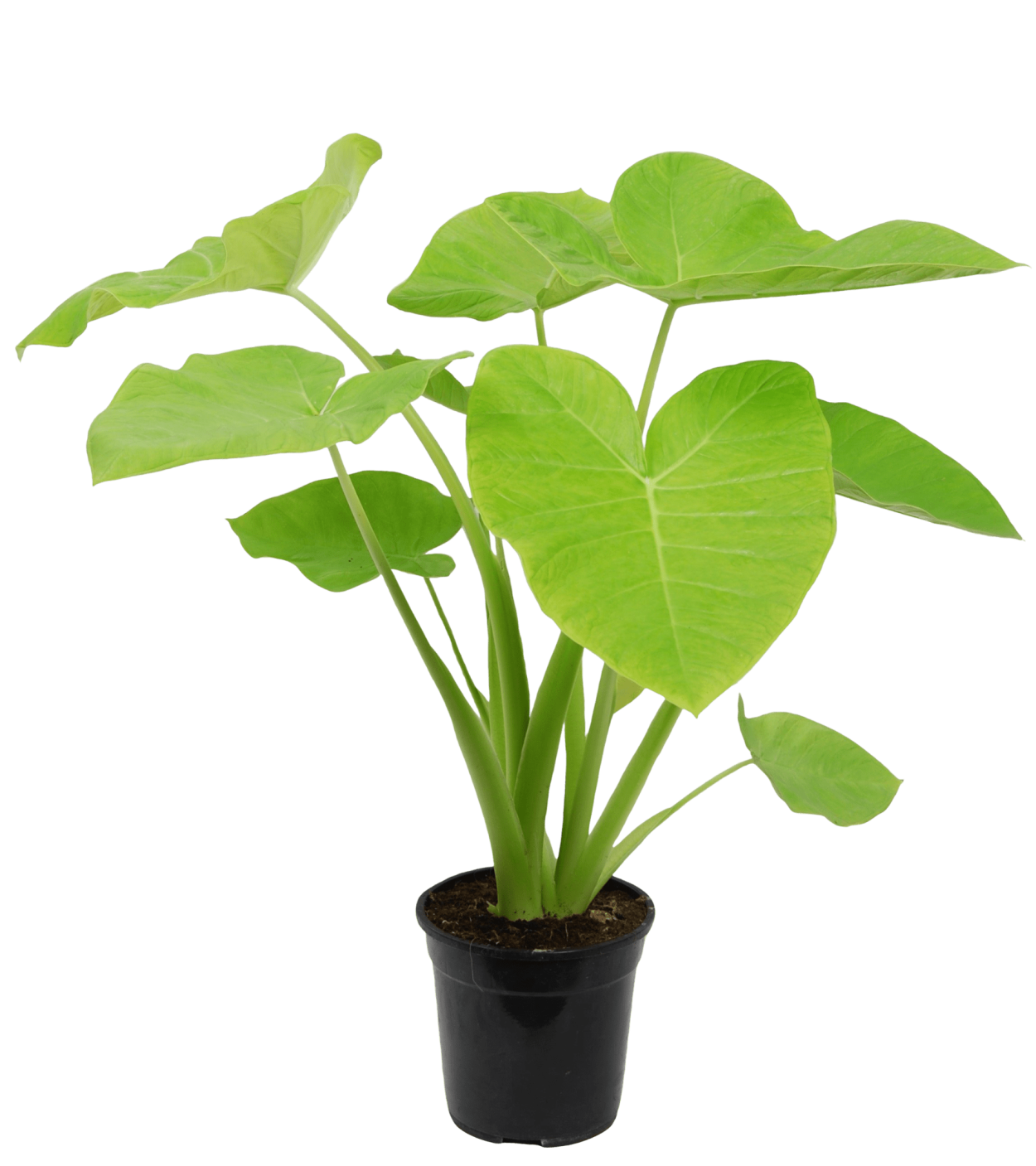 Ксантозома алоказия