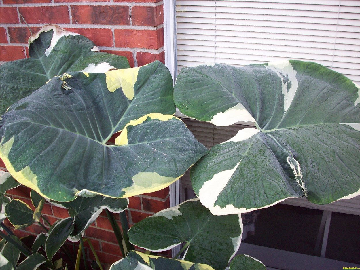 Ксантозома фиолетовая