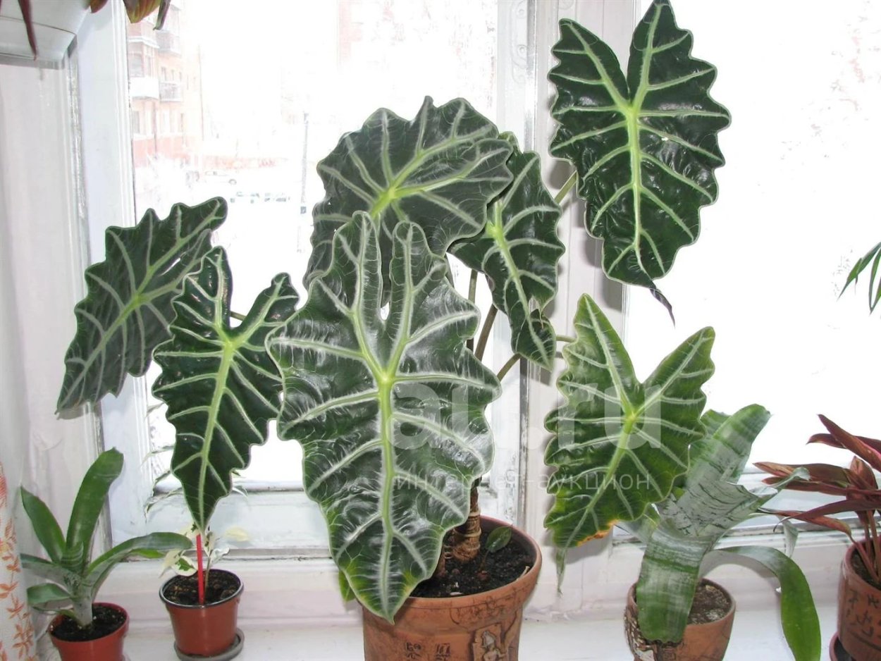 Алоказия Коразон фото