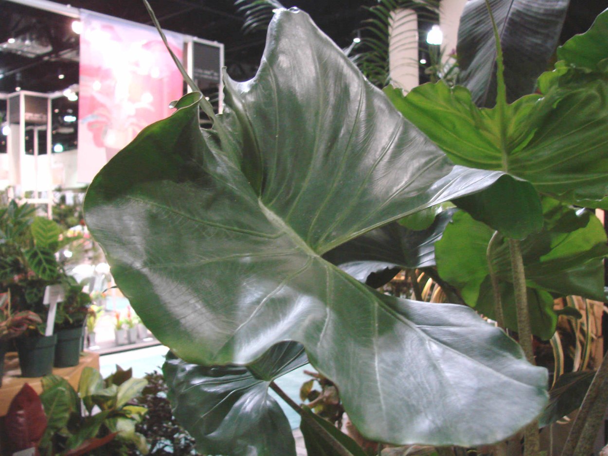 Алоказия Стингрей Скат