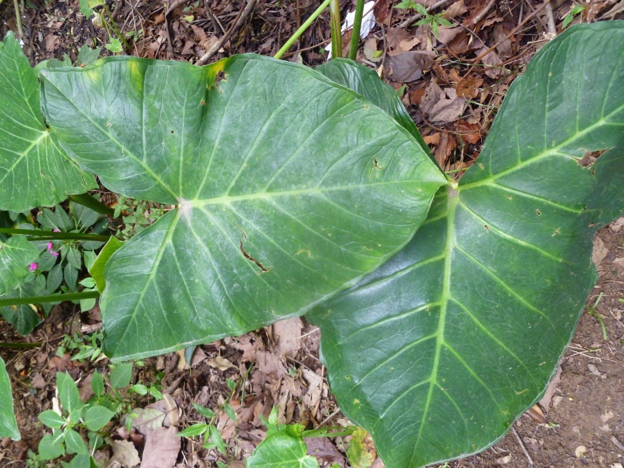 Филодендрон Ксантозома