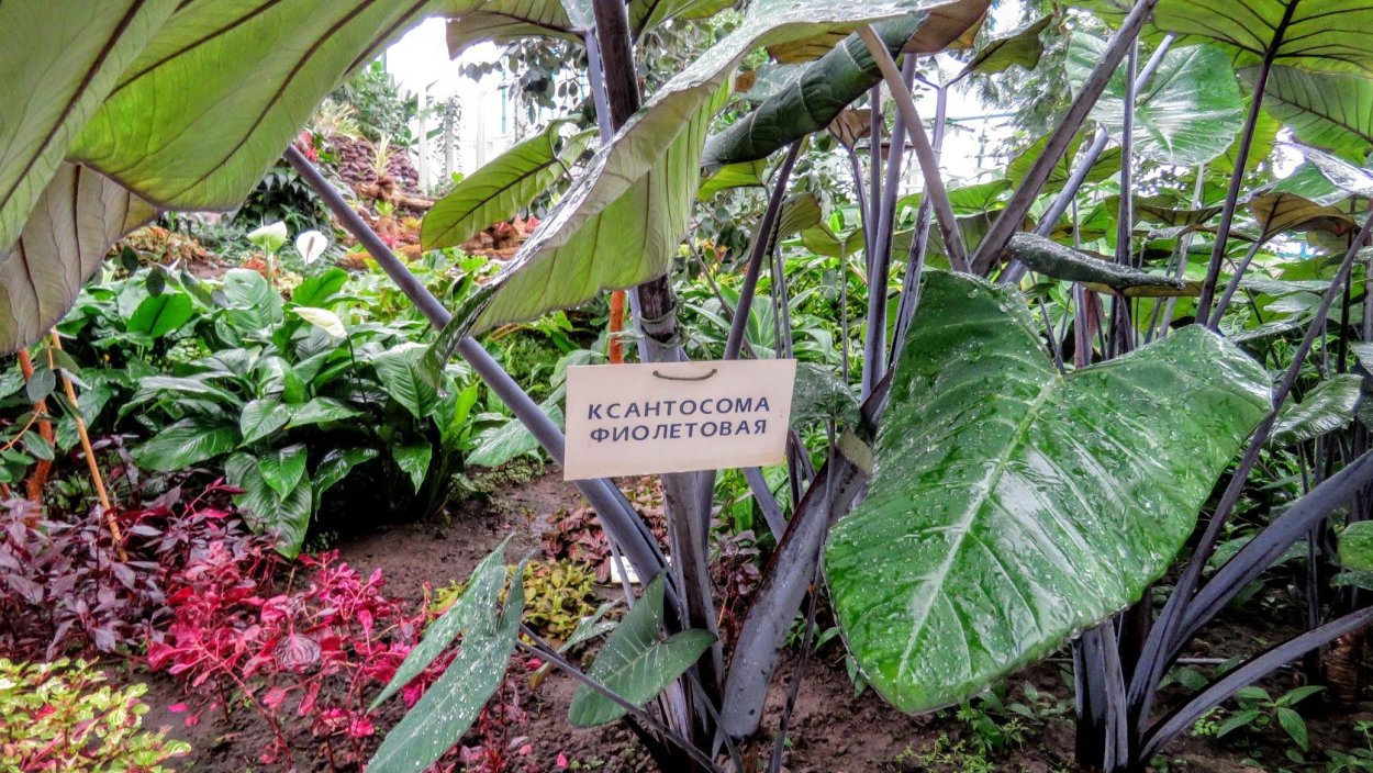 Ксантозома алоказия