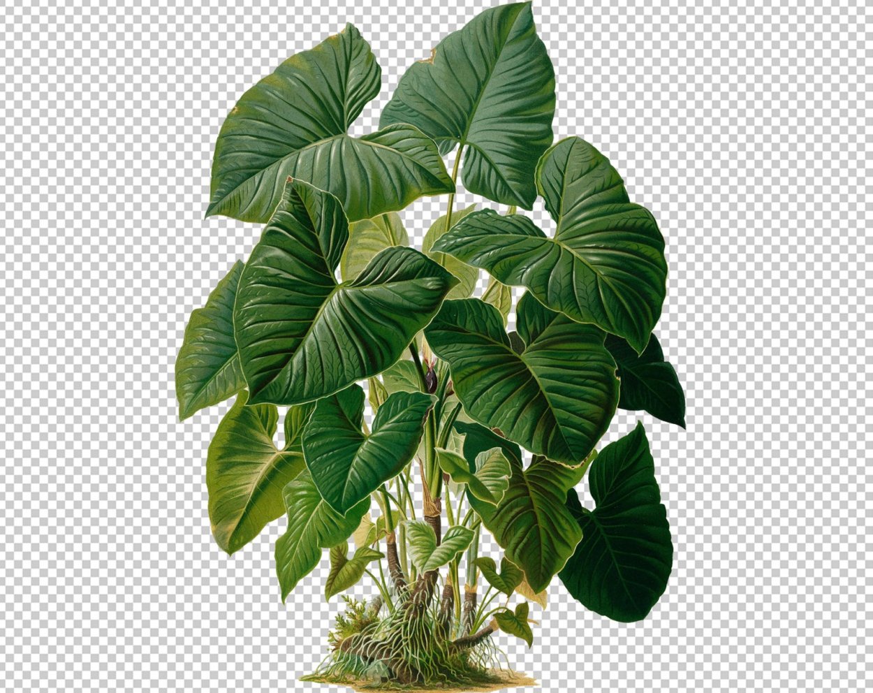 Ксантозома алоказия