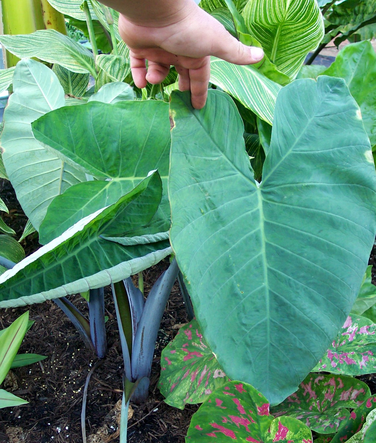 Ксантозома алоказия