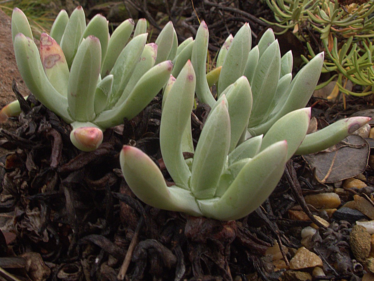 Dudleya lanceolata в горшке