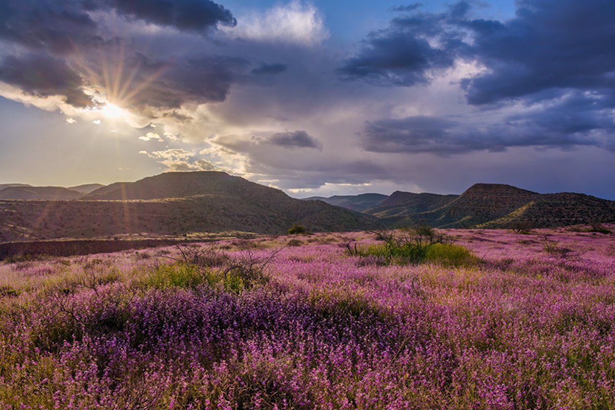 Вересковые пустоши Шотландии