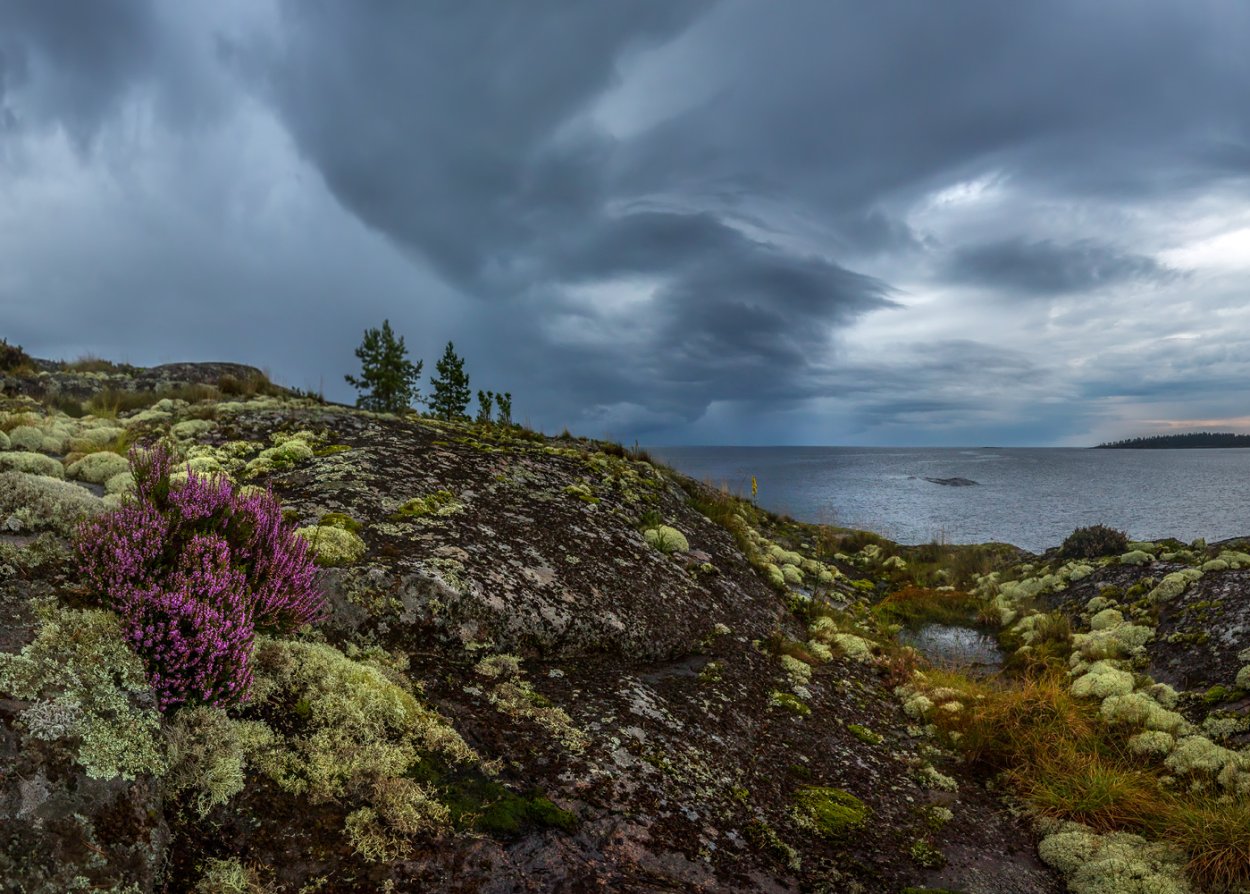 Соловецкие острова Карелия Вереск