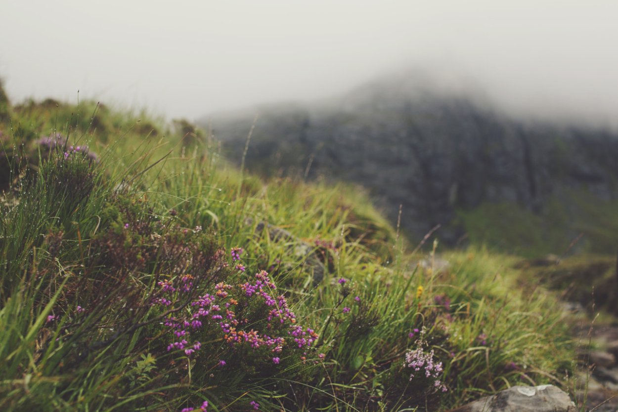 Вересковые поля Эдинбург