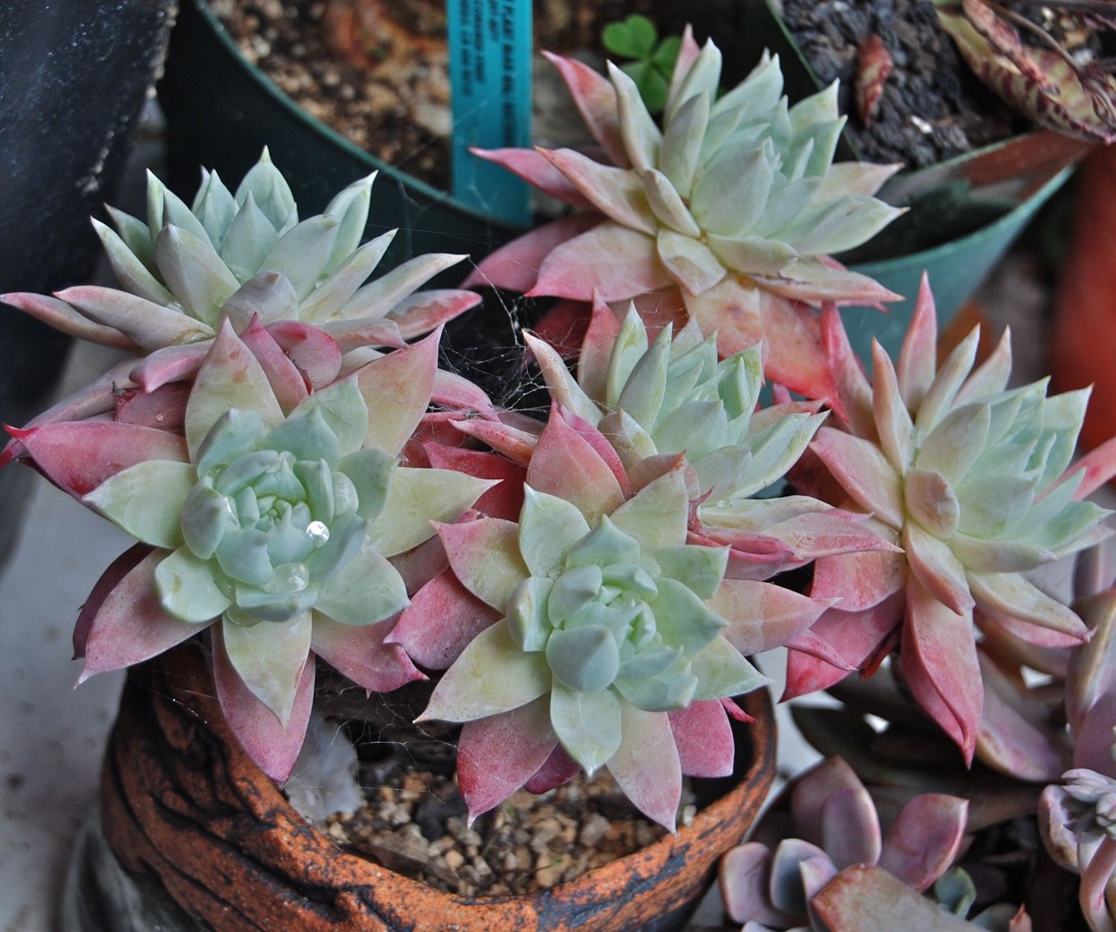 Dudleya Echeveria