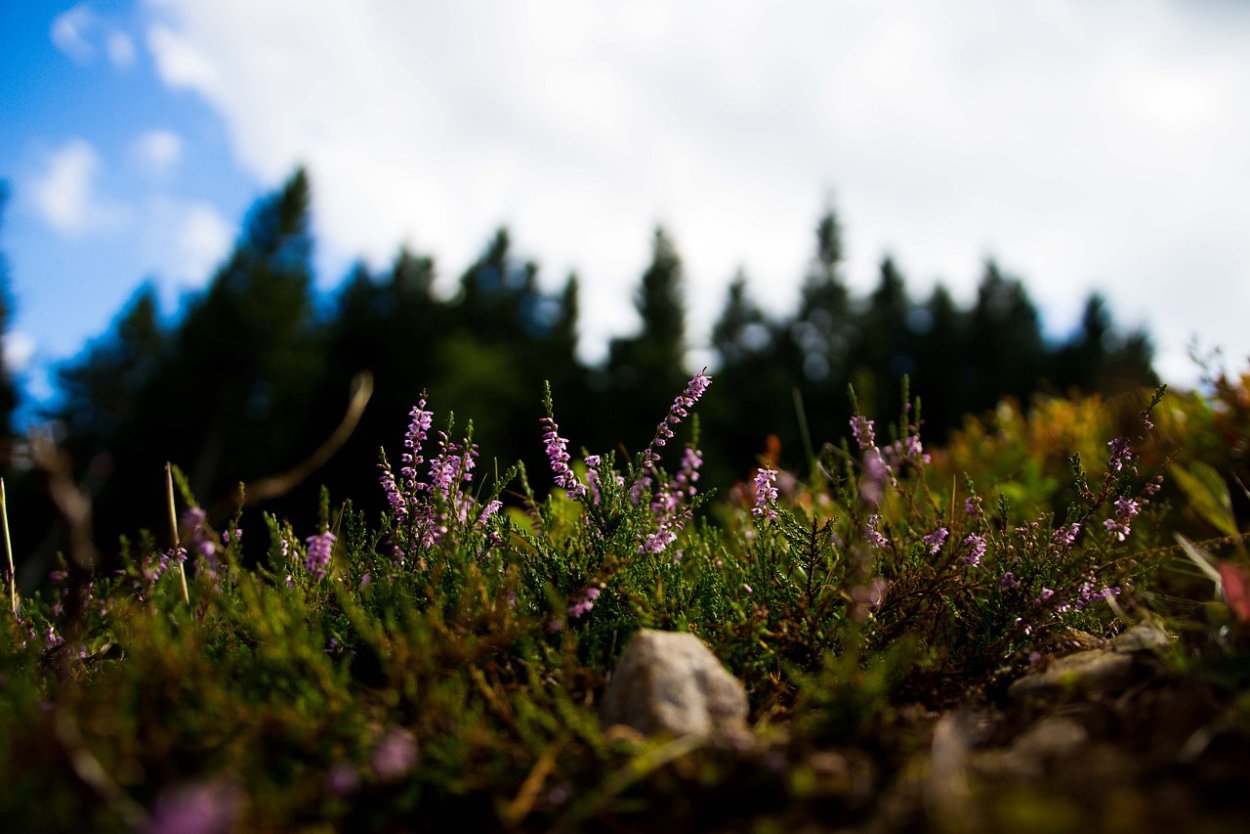 Вереск цветок Лесной