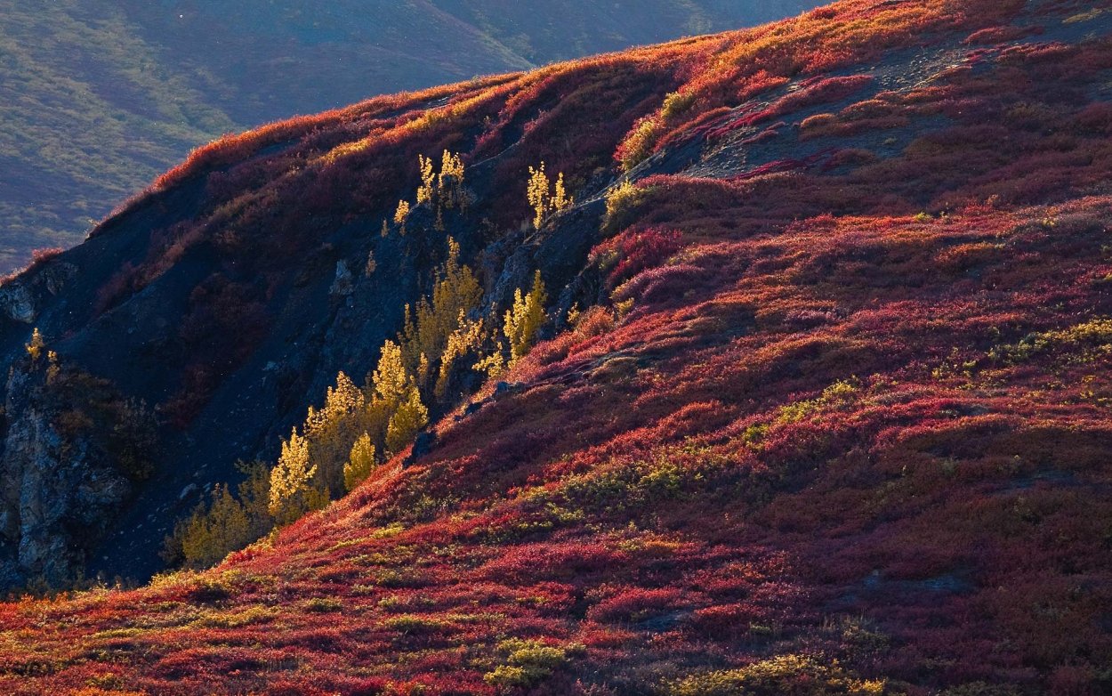 Вереск осенью