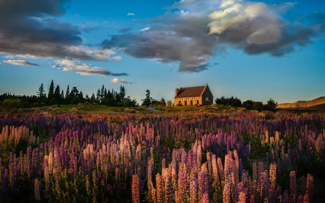 Национальный парк баварский лес люпины