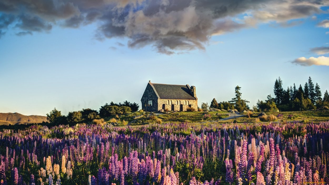 Дом в поле с цветами