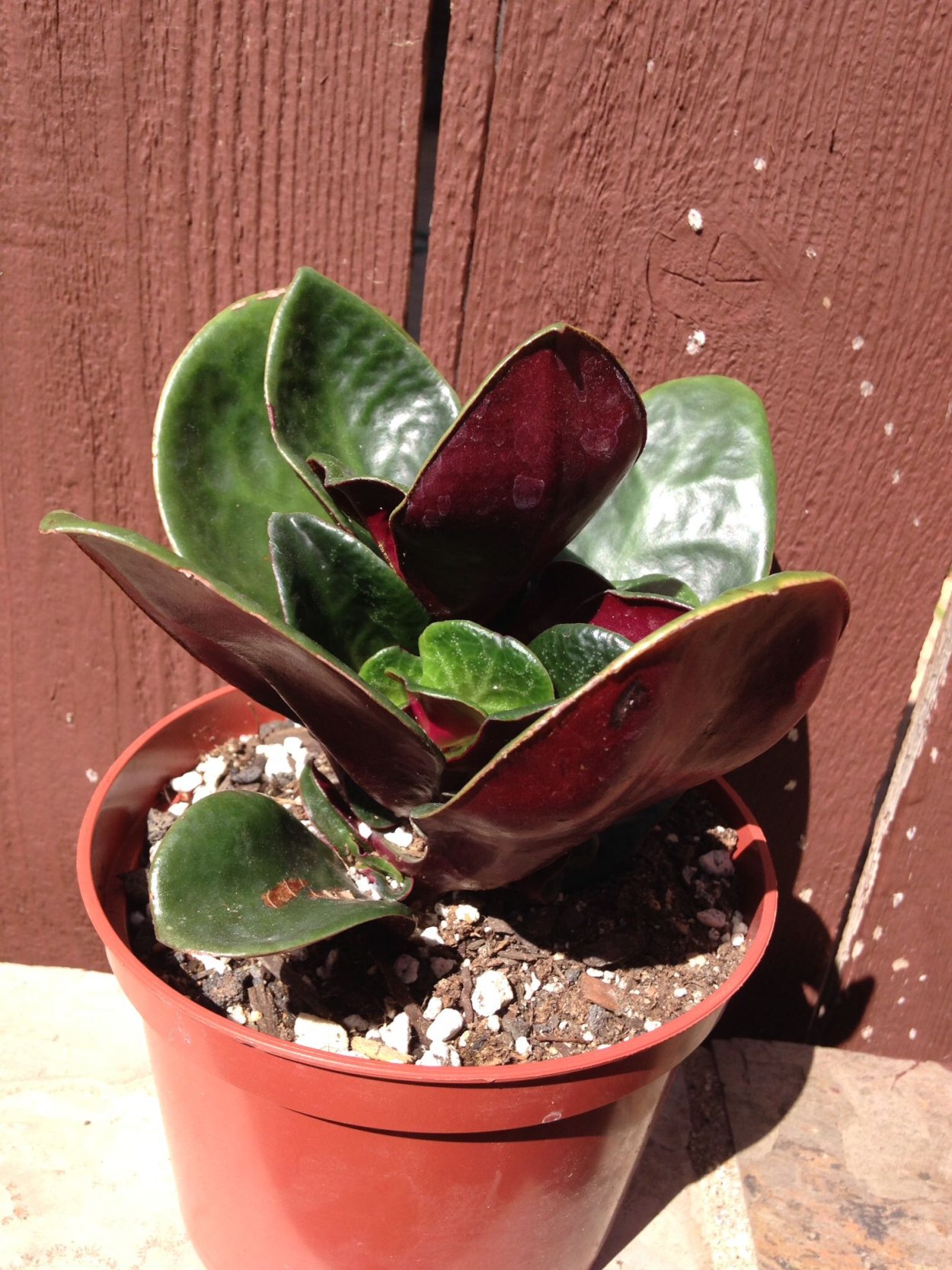 Крассула streyi