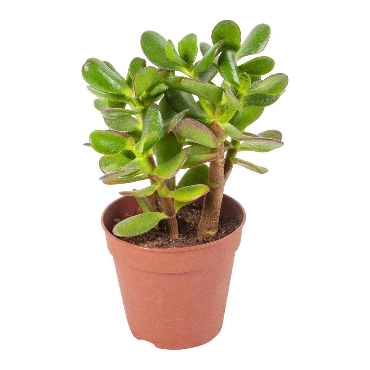 Крассула Овата 12