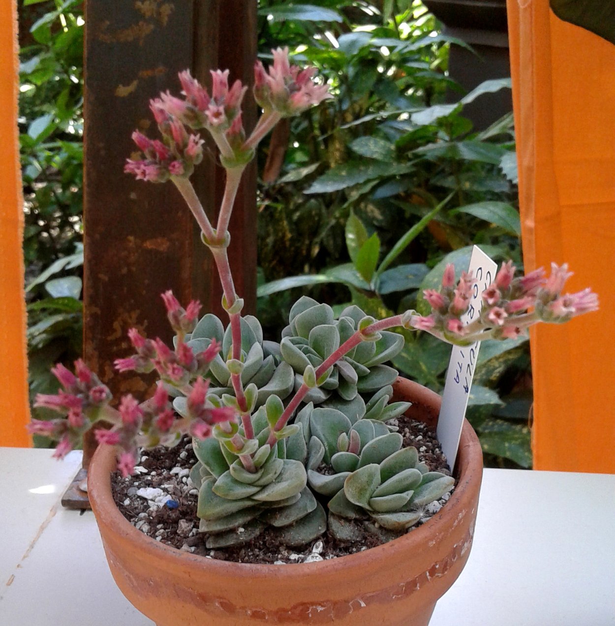 Крассула Эрнеста Crassula ernestii