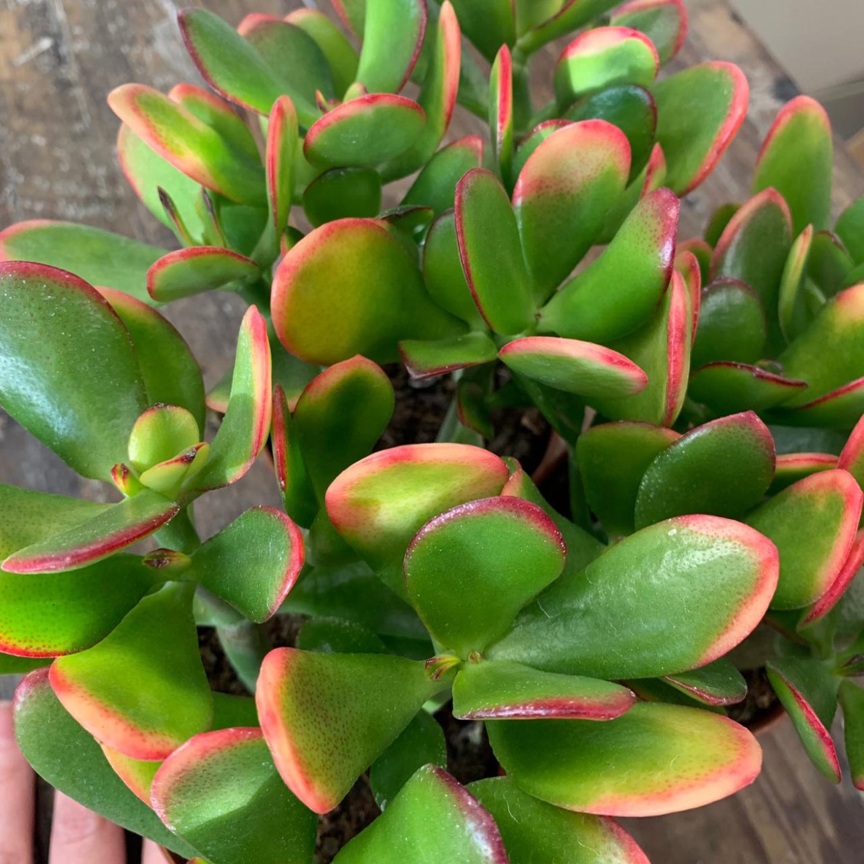 Крассула Сансет