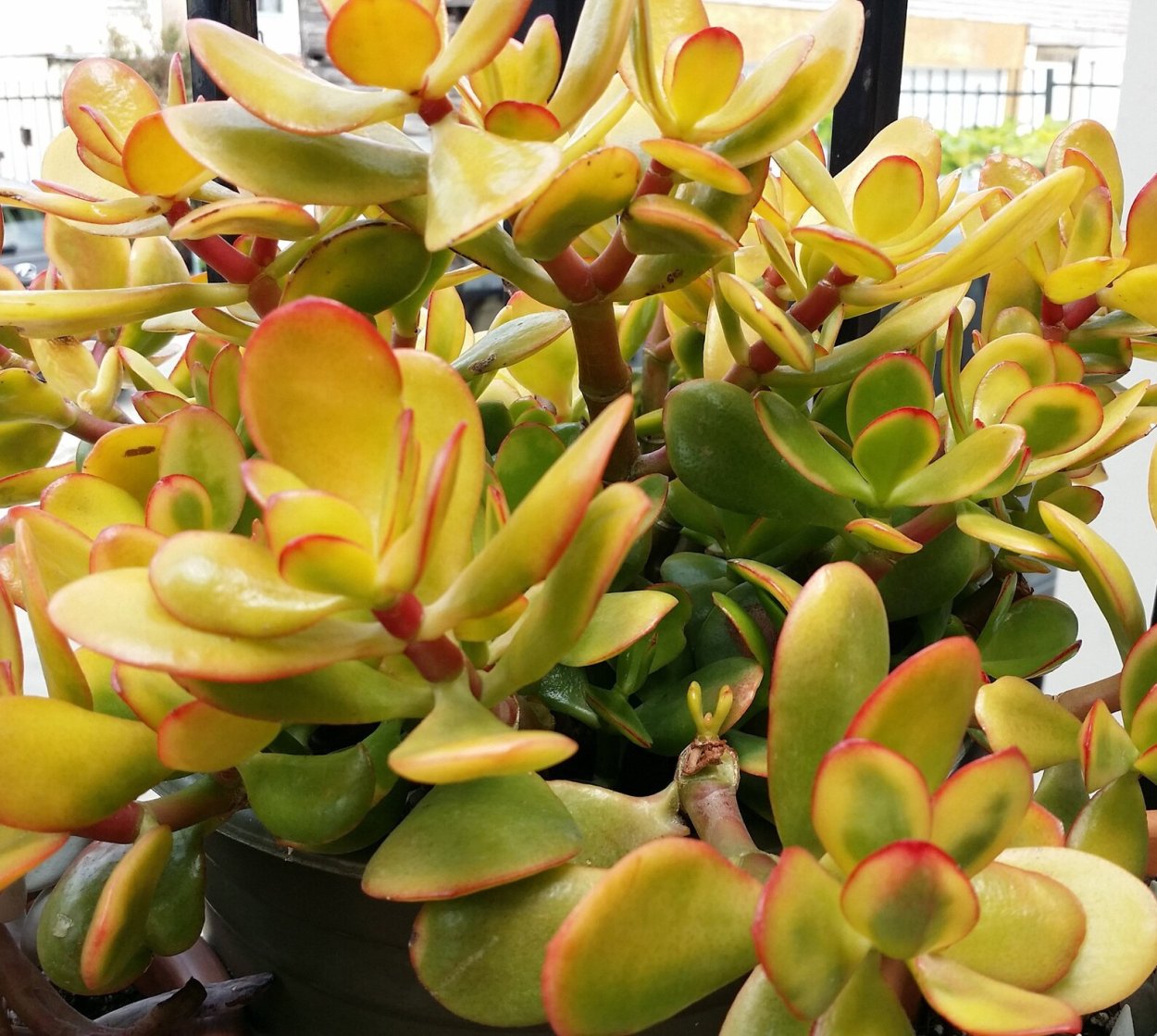 Крассула Овата Хоббит Сансет