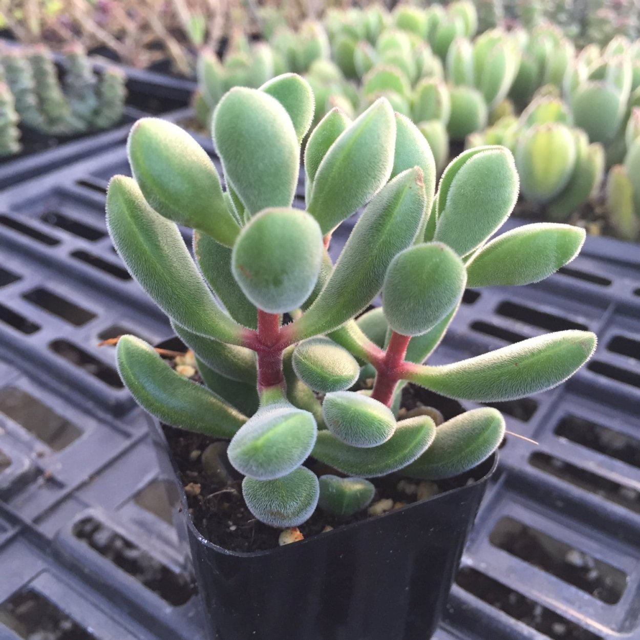 Суккулент Крассула Бревифолия